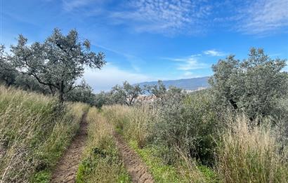 C21 Cius ; K.Kumla Mah.de Deniz Manzaralı Satılık Zeytinlik