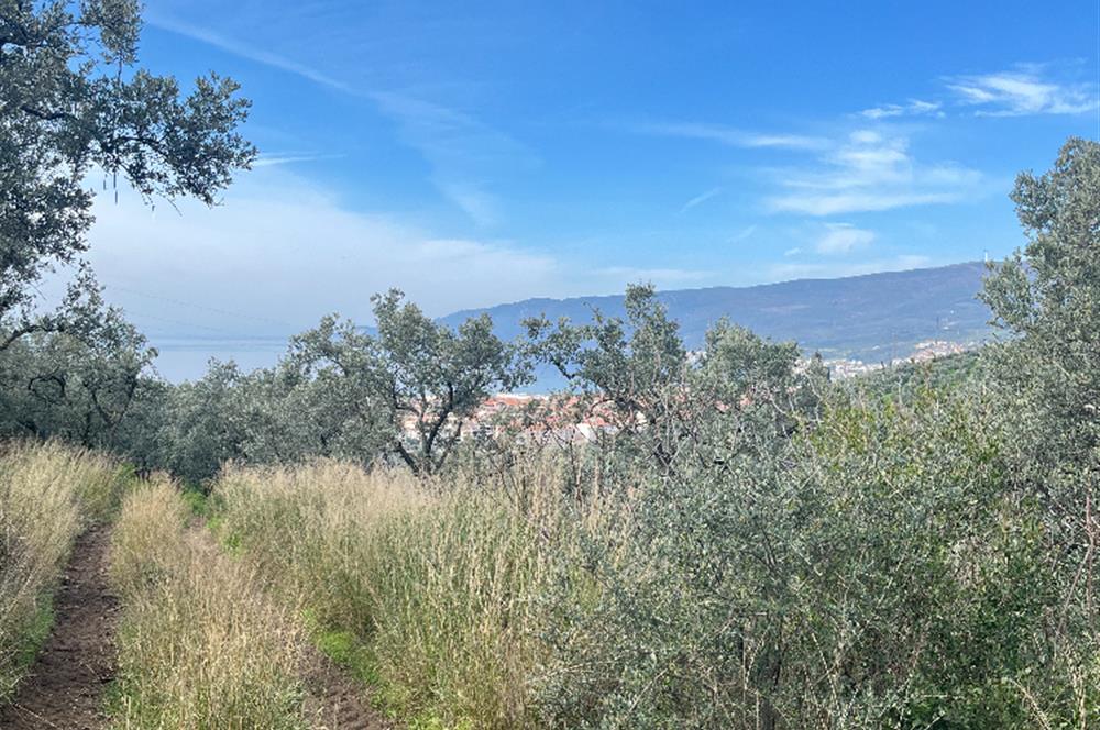 C21 Cius ; K.Kumla Mah.de Deniz Manzaralı Satılık Zeytinlik