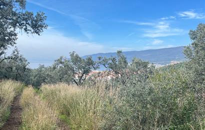 C21 Cius ; K.Kumla Mah.de Deniz Manzaralı Satılık Zeytinlik