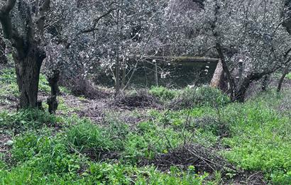 C21 Cius ; K.Kumla Mah.de Deniz Manzaralı Satılık Zeytinlik