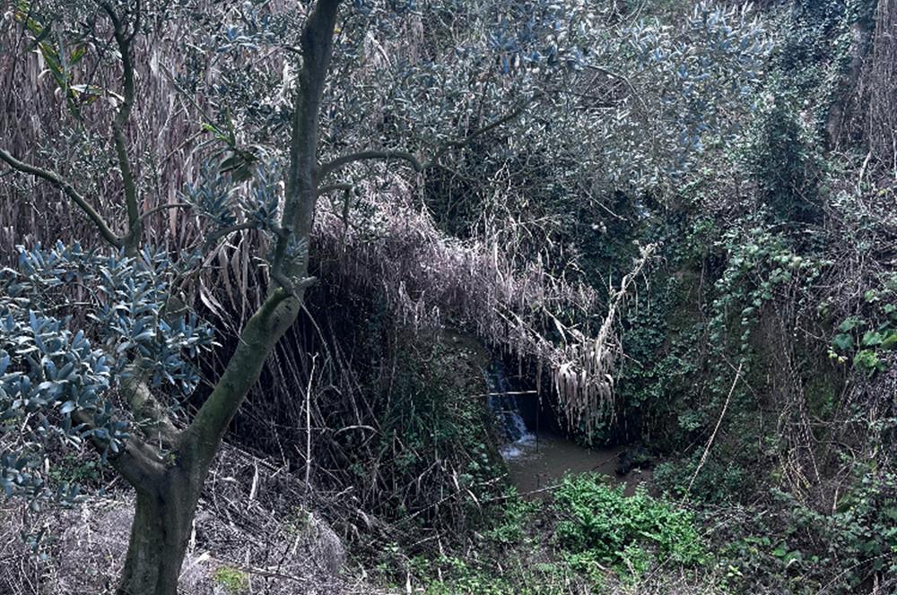 C21 Cius ; K.Kumla Mah.de Deniz Manzaralı Satılık Zeytinlik