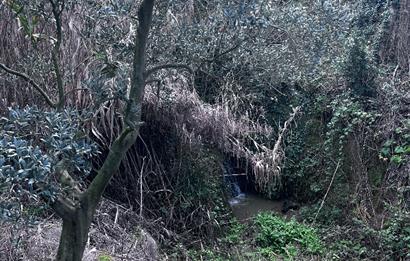 C21 Cius ; K.Kumla Mah.de Deniz Manzaralı Satılık Zeytinlik