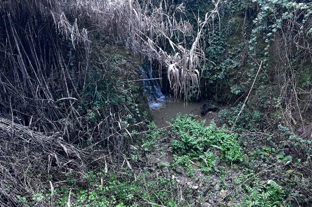 C21 Cius ; K.Kumla Mah.de Deniz Manzaralı Satılık Zeytinlik