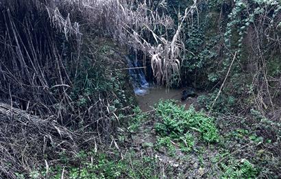 C21 Cius ; K.Kumla Mah.de Deniz Manzaralı Satılık Zeytinlik