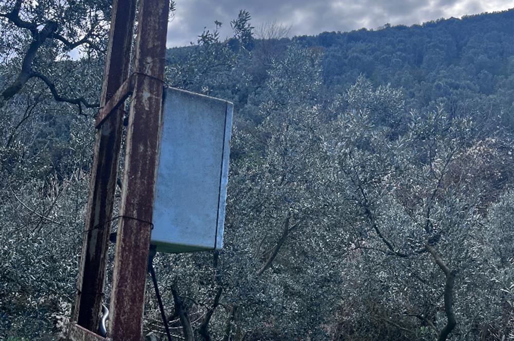 C21 Cius ; K.Kumla Mah.de Deniz Manzaralı Satılık Zeytinlik