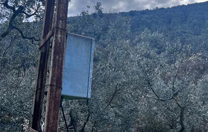 C21 Cius ; K.Kumla Mah.de Deniz Manzaralı Satılık Zeytinlik