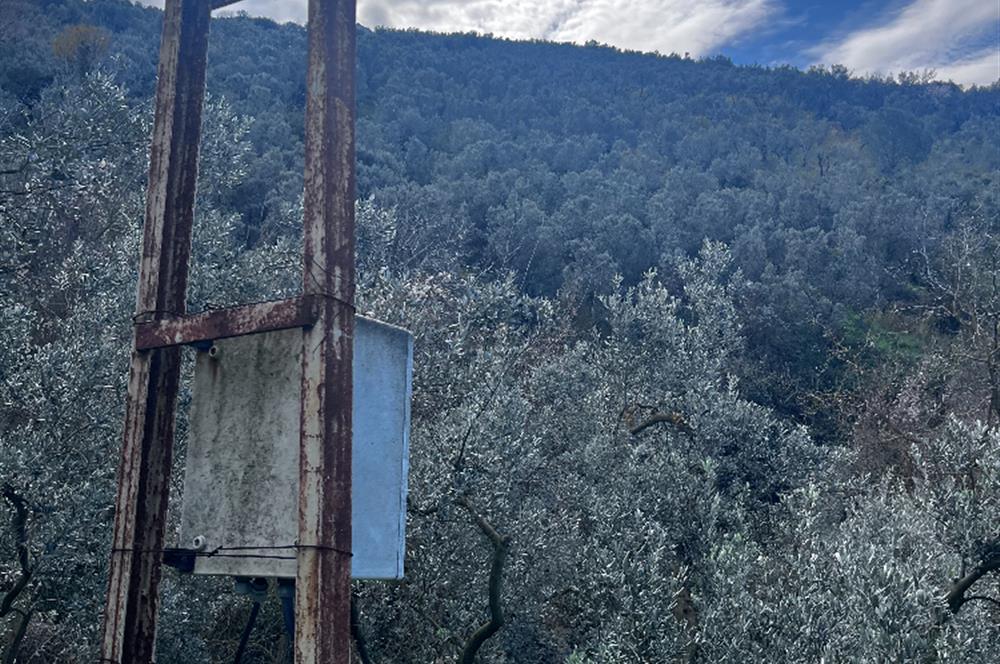 C21 Cius ; K.Kumla Mah.de Deniz Manzaralı Satılık Zeytinlik