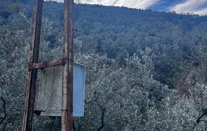 C21 Cius ; K.Kumla Mah.de Deniz Manzaralı Satılık Zeytinlik