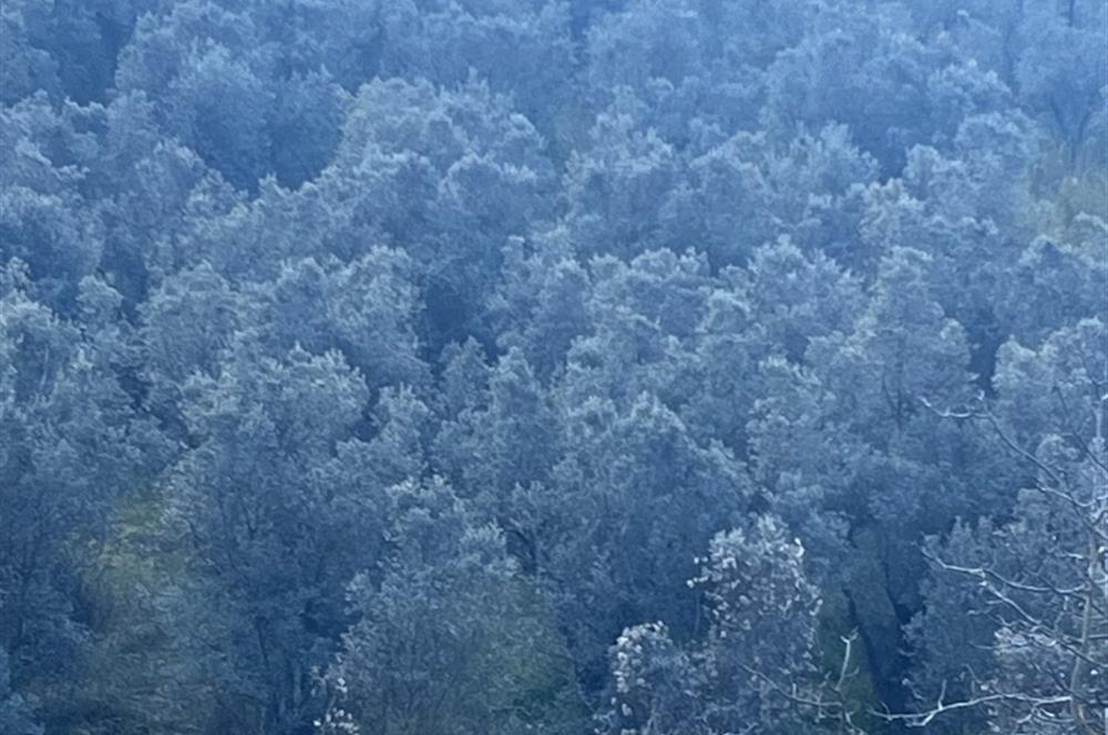 C21 Cius ; K.Kumla Mah.de Deniz Manzaralı Satılık Zeytinlik