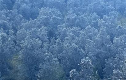 C21 Cius ; K.Kumla Mah.de Deniz Manzaralı Satılık Zeytinlik