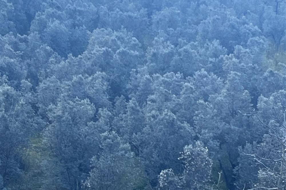 C21 Cius ; K.Kumla Mah.de Deniz Manzaralı Satılık Zeytinlik
