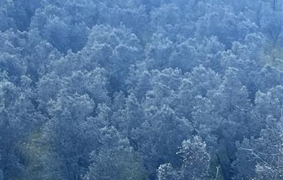 C21 Cius ; K.Kumla Mah.de Deniz Manzaralı Satılık Zeytinlik