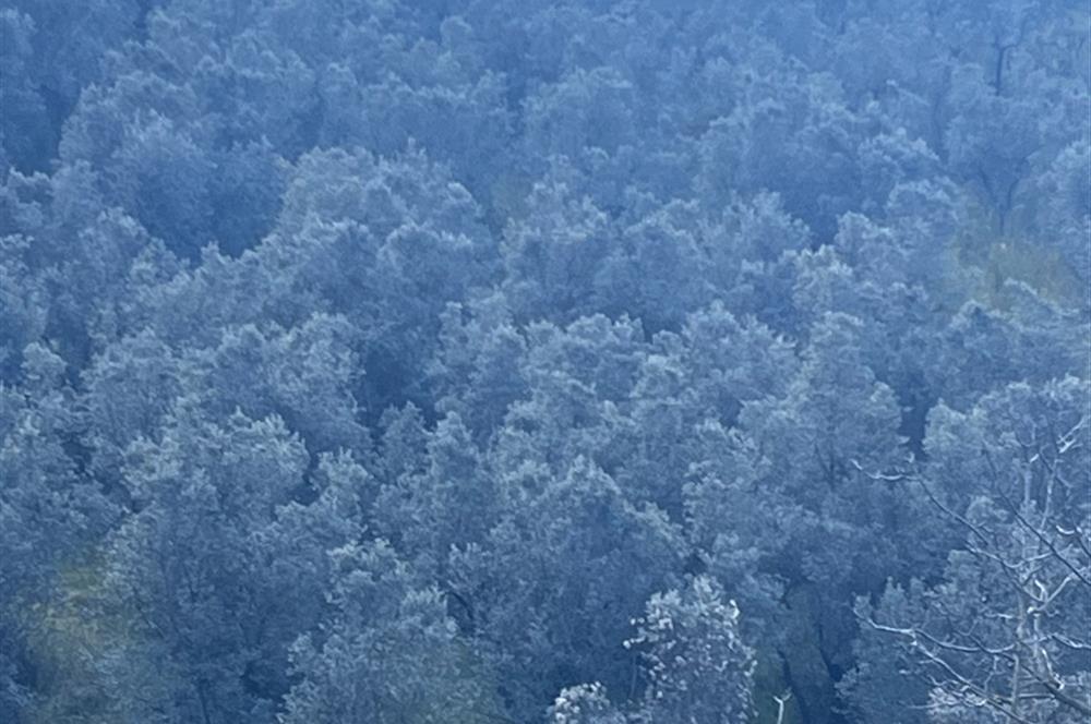 C21 Cius ; K.Kumla Mah.de Deniz Manzaralı Satılık Zeytinlik