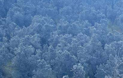C21 Cius ; K.Kumla Mah.de Deniz Manzaralı Satılık Zeytinlik
