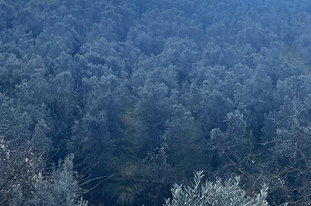 C21 Cius ; K.Kumla Mah.de Deniz Manzaralı Satılık Zeytinlik