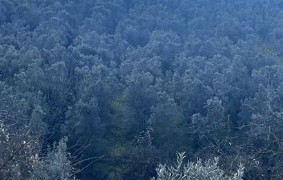 C21 Cius ; K.Kumla Mah.de Deniz Manzaralı Satılık Zeytinlik