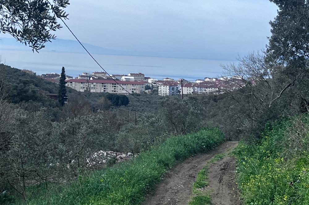 C21 Cius ; K.Kumla Mah.de Deniz Manzaralı Satılık Zeytinlik