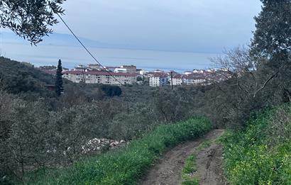 C21 Cius ; K.Kumla Mah.de Deniz Manzaralı Satılık Zeytinlik