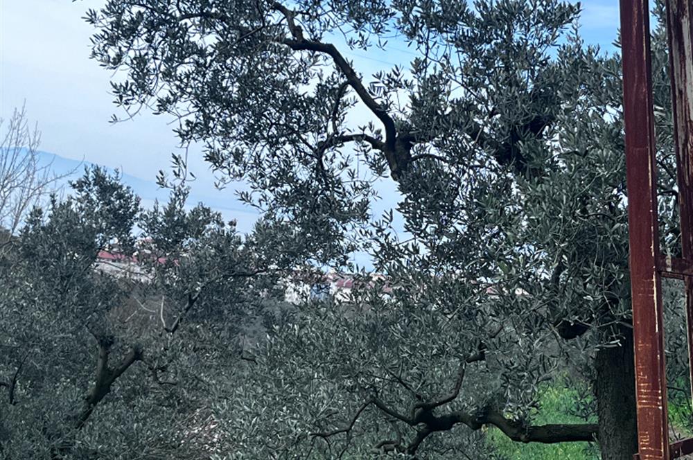 C21 Cius ; K.Kumla Mah.de Deniz Manzaralı Satılık Zeytinlik