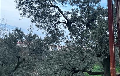 C21 Cius ; K.Kumla Mah.de Deniz Manzaralı Satılık Zeytinlik