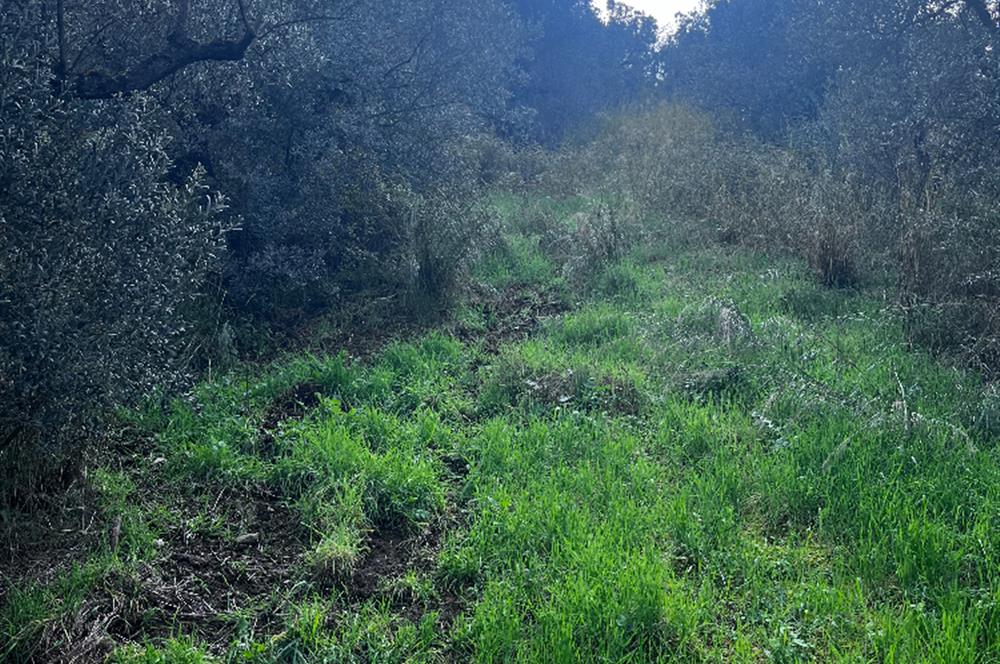 C21 Cius ; K.Kumla Mah.de Deniz Manzaralı Satılık Zeytinlik