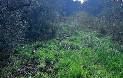 C21 Cius ; K.Kumla Mah.de Deniz Manzaralı Satılık Zeytinlik