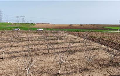 BANDIRMA YENİYENİCE MH. SATILIK 7788 M2, 2 KAT RUHSATLI BAĞ EVİ