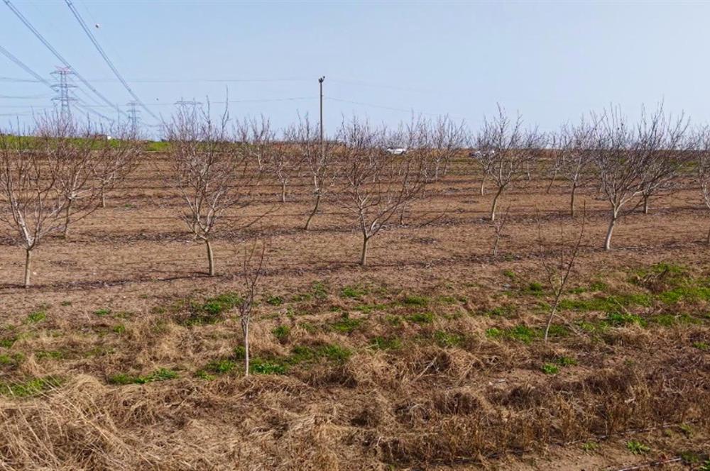 BANDIRMA YENİYENİCE MH. SATILIK 7788 M2, 2 KAT RUHSATLI BAĞ EVİ