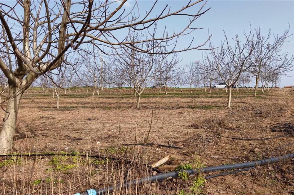 BANDIRMA YENİYENİCE MH. SATILIK 7788 M2, 2 KAT RUHSATLI BAĞ EVİ