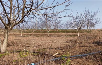 BANDIRMA YENİYENİCE MH. SATILIK 7788 M2, 2 KAT RUHSATLI BAĞ EVİ