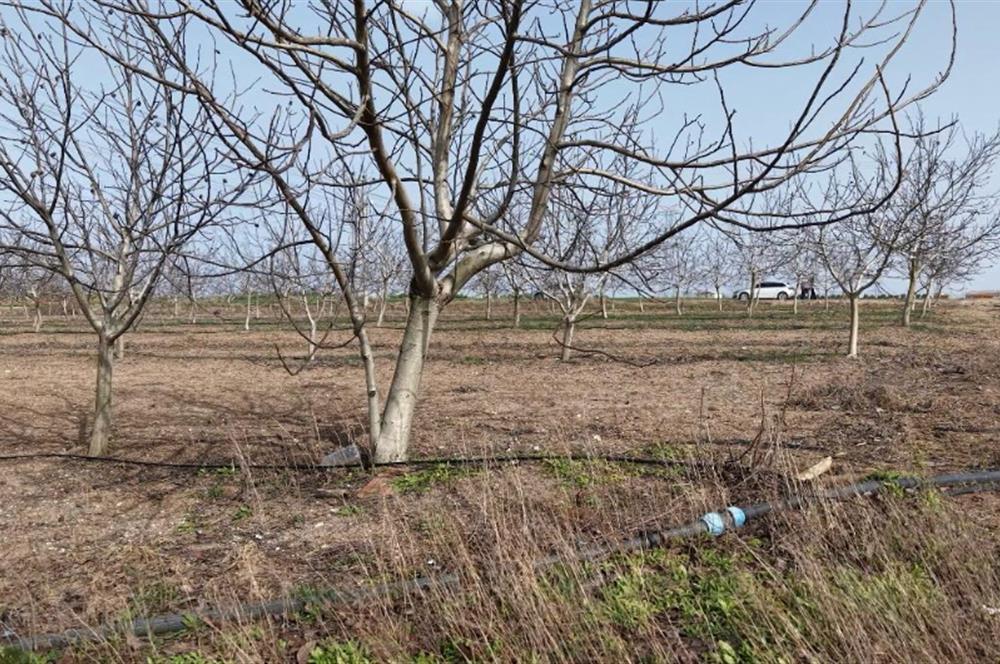 BANDIRMA YENİYENİCE MH. SATILIK 7788 M2, 2 KAT RUHSATLI BAĞ EVİ