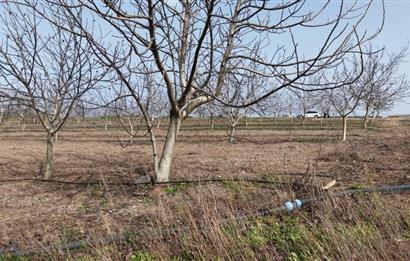 BANDIRMA YENİYENİCE MH. SATILIK 7788 M2, 2 KAT RUHSATLI BAĞ EVİ