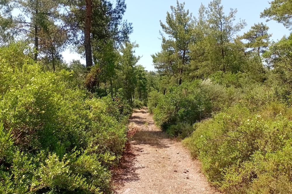 Bodrum Mumcular satılık zeytinlik (elektrik,su kuyusu,yol mevcut)