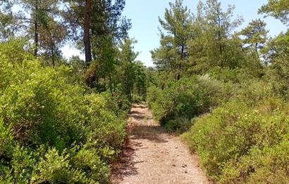 Bodrum Mumcular satılık zeytinlik (elektrik,su kuyusu,yol mevcut)