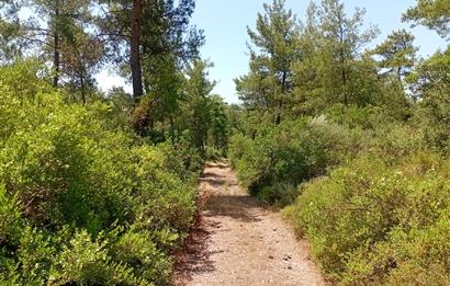 Bodrum Mumcular satılık zeytinlik (elektrik,su kuyusu,yol mevcut)