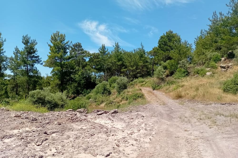 Bodrum Mumcular satılık zeytinlik (elektrik,su kuyusu,yol mevcut)