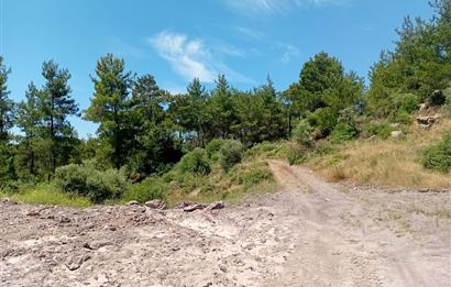 Bodrum Mumcular satılık zeytinlik (elektrik,su kuyusu,yol mevcut)