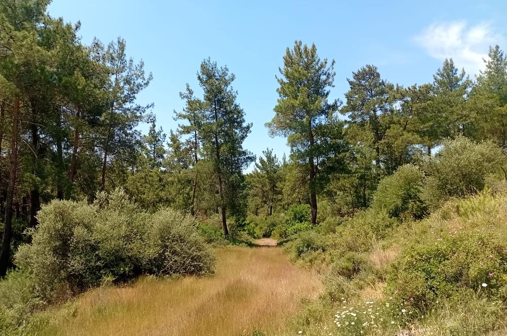 Bodrum Mumcular satılık zeytinlik (elektrik,su kuyusu,yol mevcut)