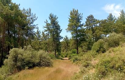 Bodrum Mumcular satılık zeytinlik (elektrik,su kuyusu,yol mevcut)