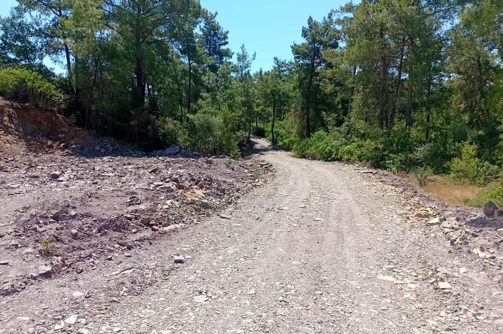 Bodrum Mumcular satılık zeytinlik (elektrik,su kuyusu,yol mevcut)