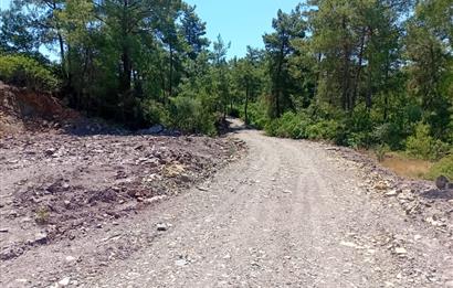 Bodrum Mumcular satılık zeytinlik (elektrik,su kuyusu,yol mevcut)