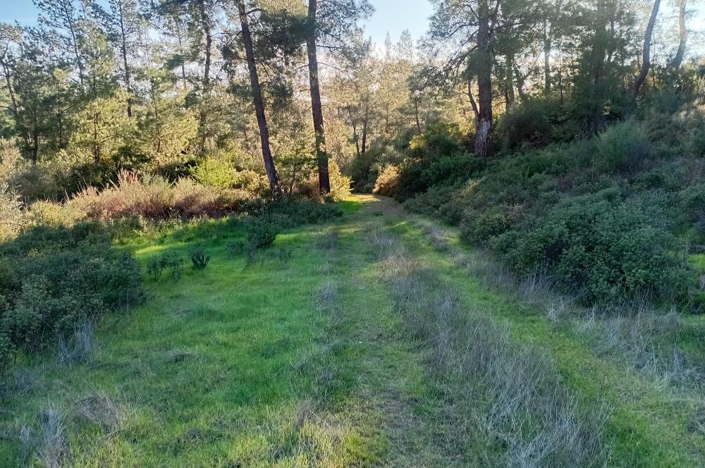 Bodrum Mumcular satılık zeytinlik (elektrik,su kuyusu,yol mevcut)