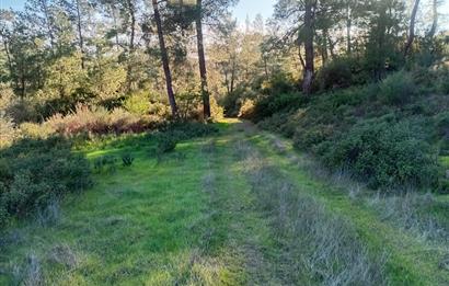 Bodrum Mumcular satılık zeytinlik (elektrik,su kuyusu,yol mevcut)