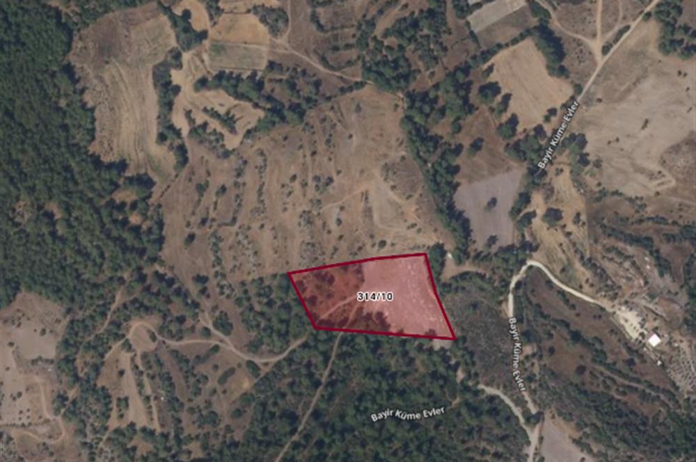 Bodrum Mumcular satılık zeytinlik (elektrik,su kuyusu,yol mevcut)