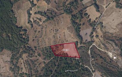 Bodrum Mumcular satılık zeytinlik (elektrik,su kuyusu,yol mevcut)