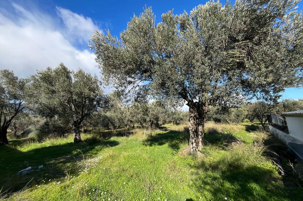 GÜRE ÇAMLIBELDE 2.5 KAT İMARLI ARSA