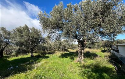 GÜRE ÇAMLIBELDE 2.5 KAT İMARLI ARSA