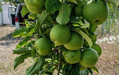 Sakarya Geyve'de Satılık Bahçe