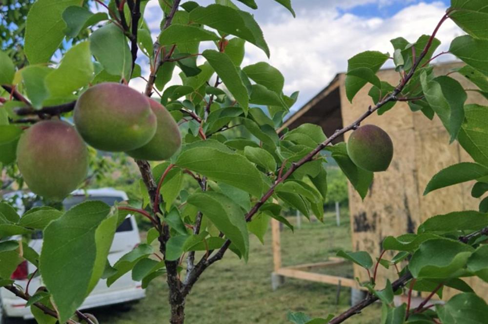 Sakarya Geyve'de Satılık Bahçe