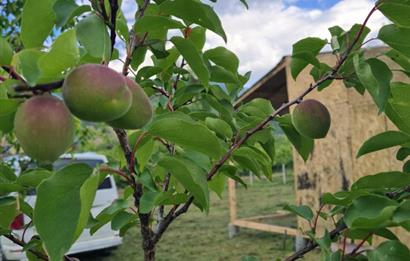 Sakarya Geyve'de Satılık Bahçe
